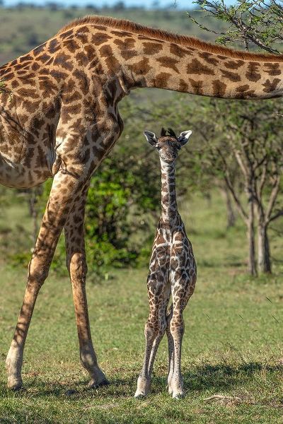 Kenya-Masai Mara Conservancy Mother and newborn giraffe close-up